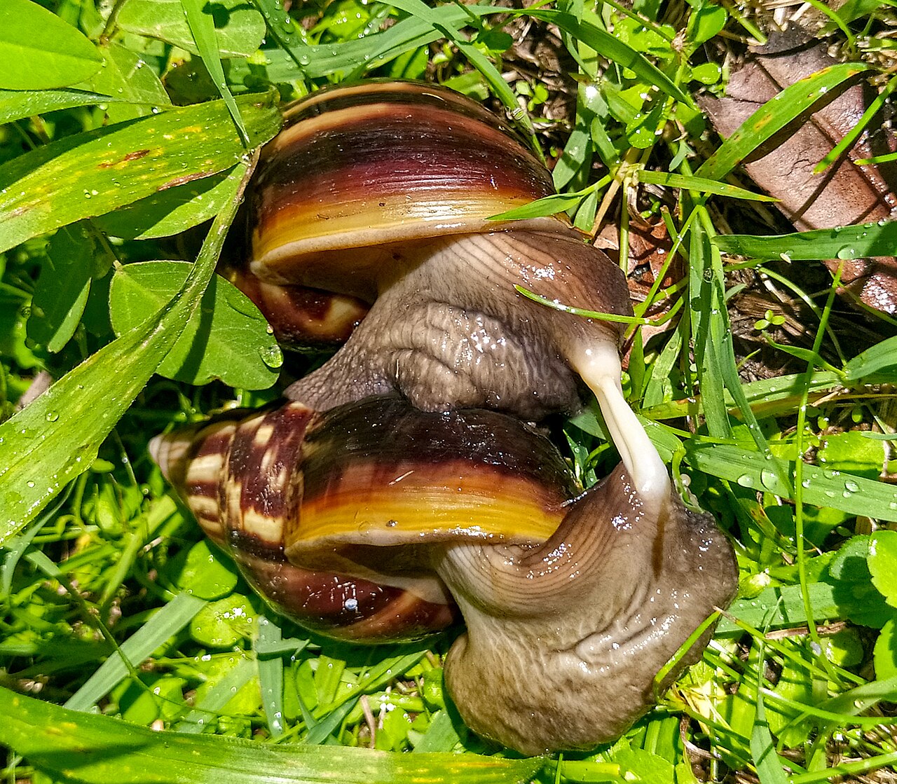 Reproduction
