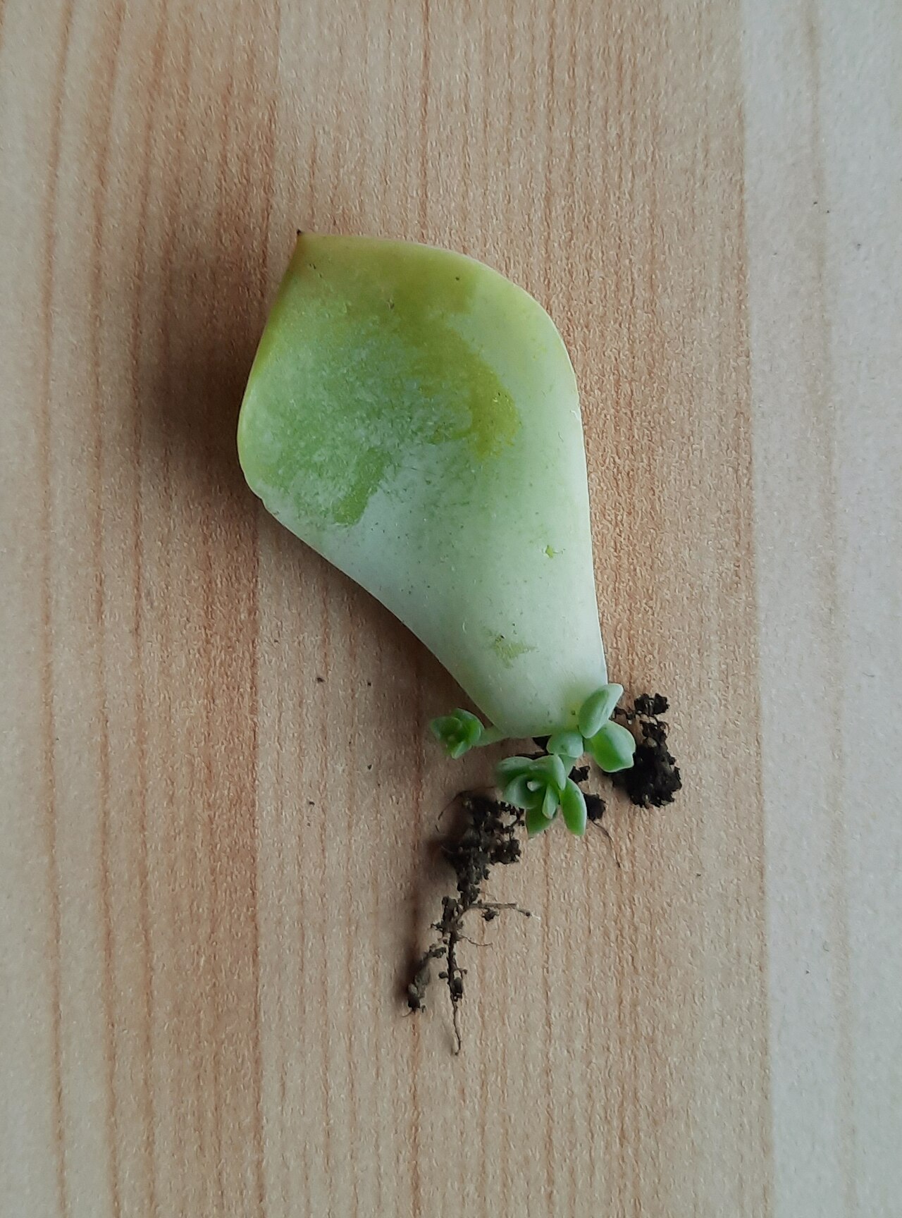 Reproduction