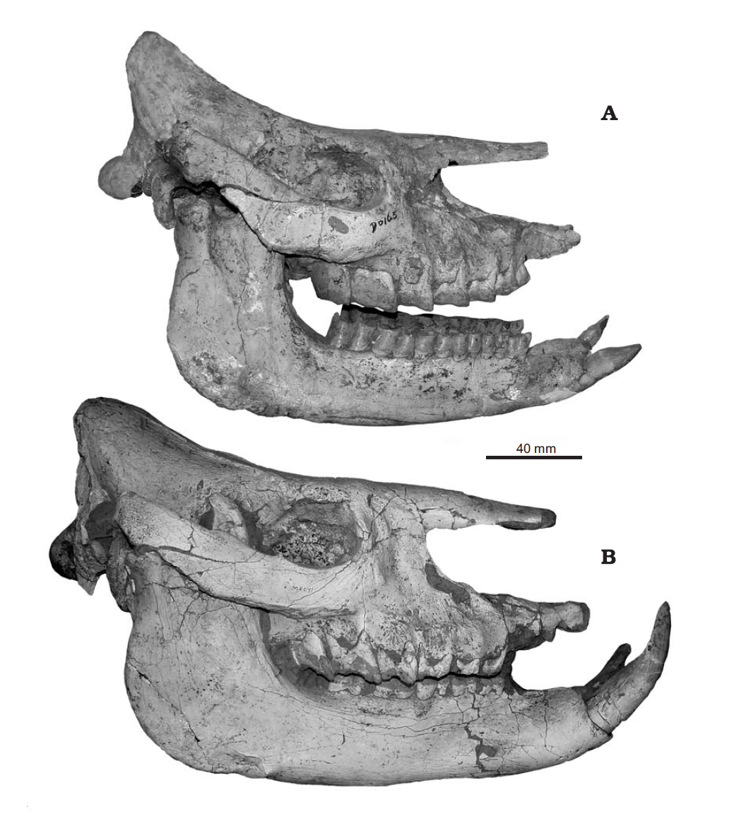 Sexual dimorphism