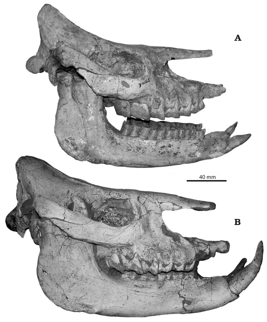 Sexual dimorphism
