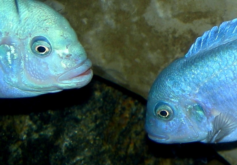 Sexual dimorphism