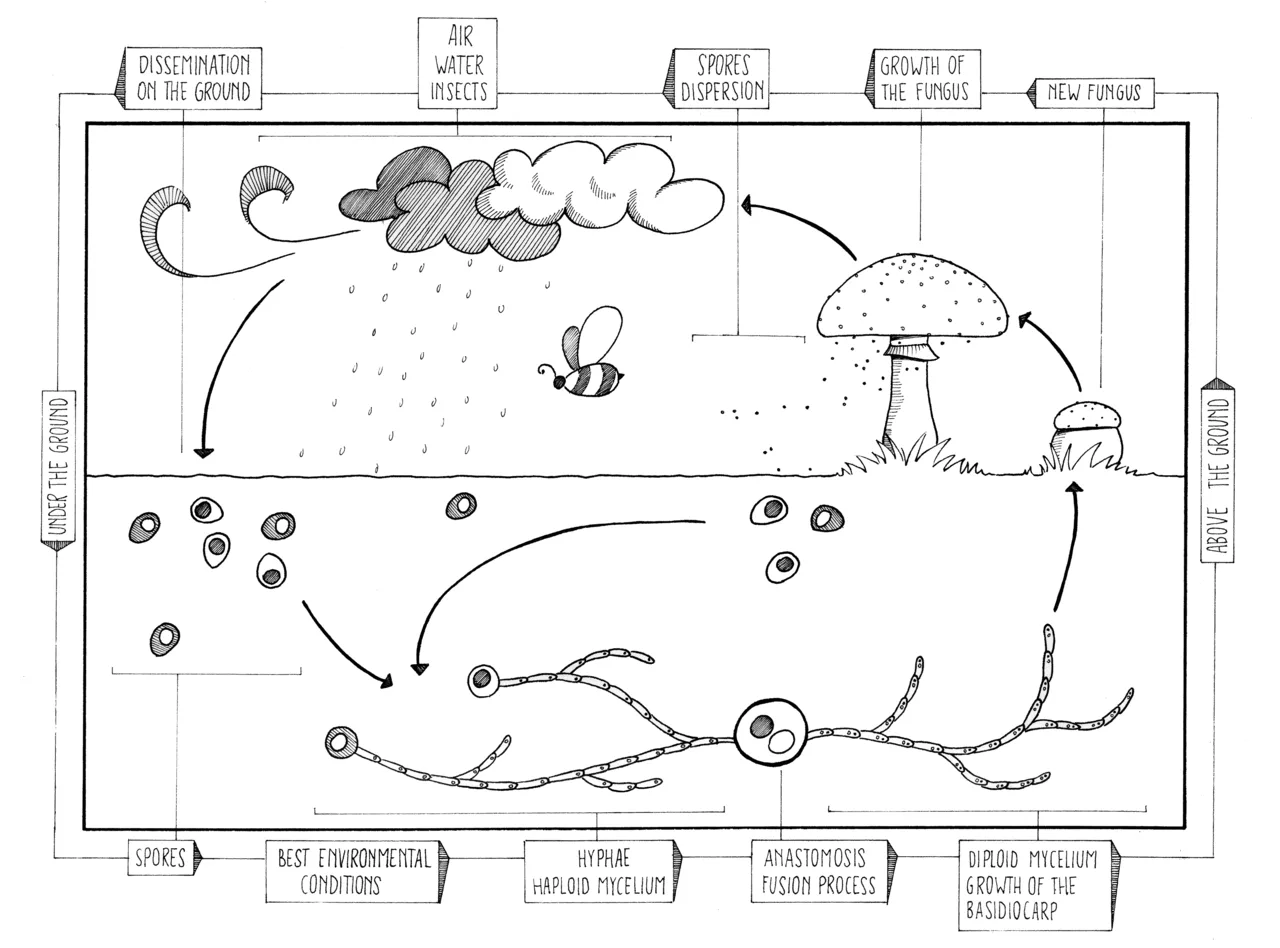 Sexual reproduction