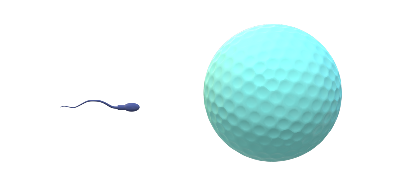 Sperm