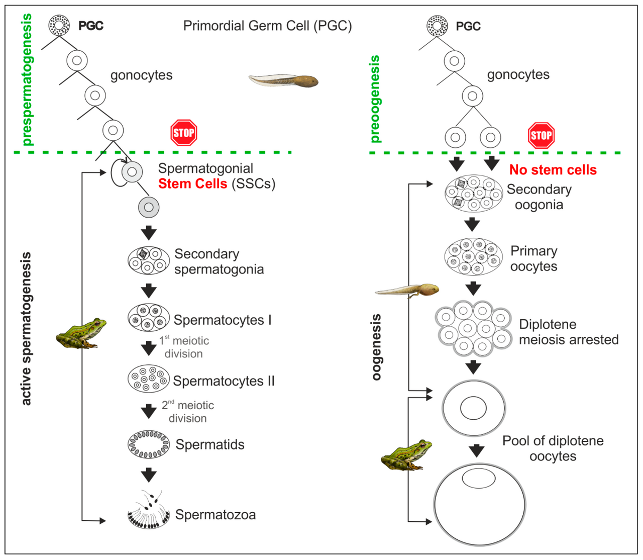 Spermatogenesis