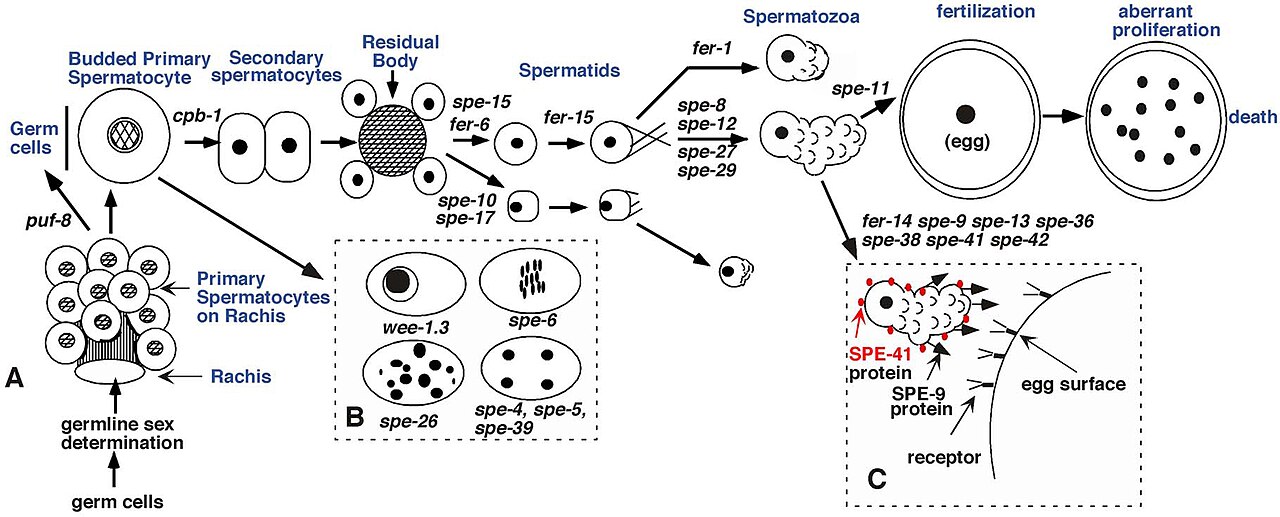Spermatogenesis