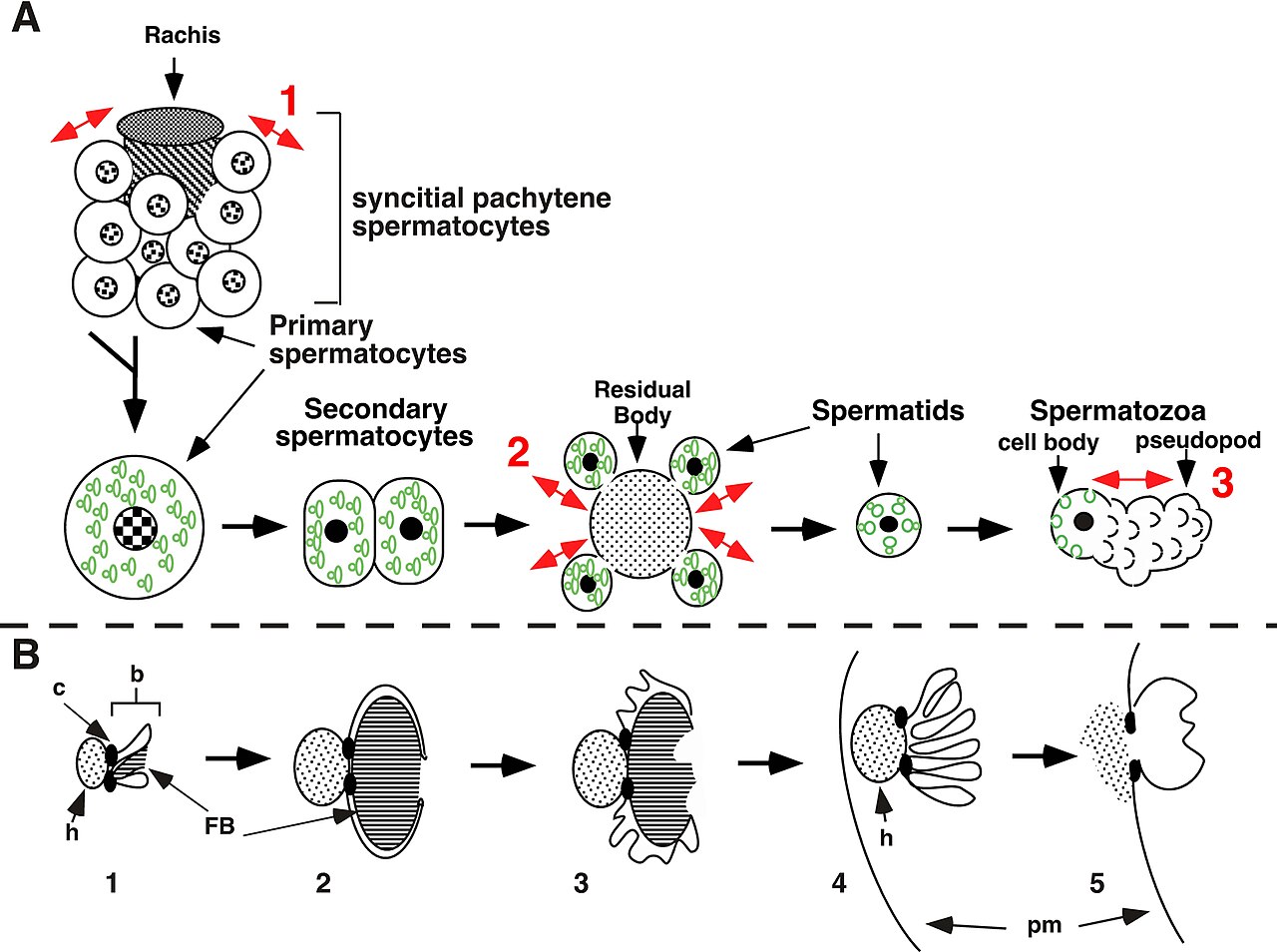 Spermatogenesis