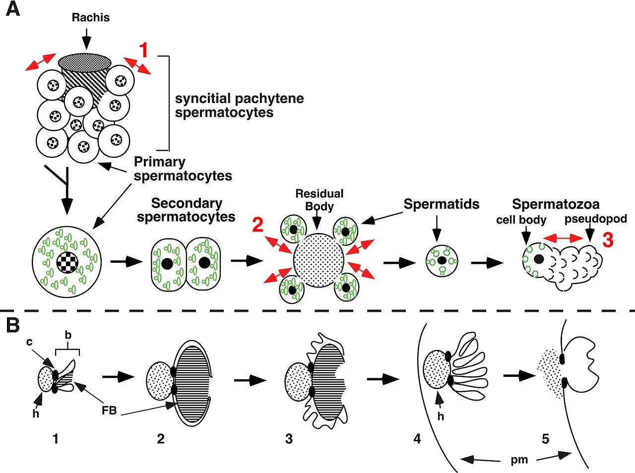 Spermatogenesis
