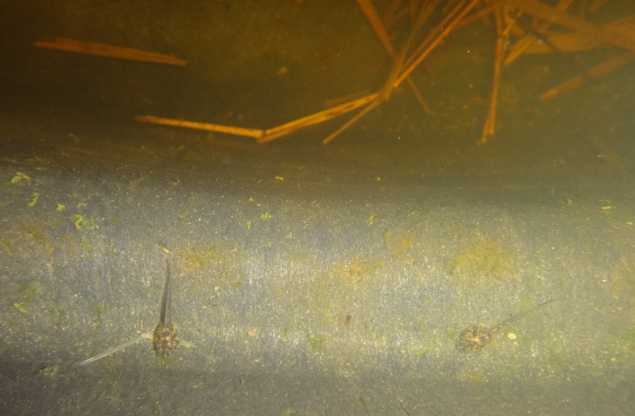 Tadpole