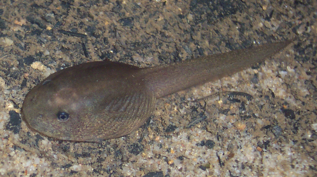 Tadpole