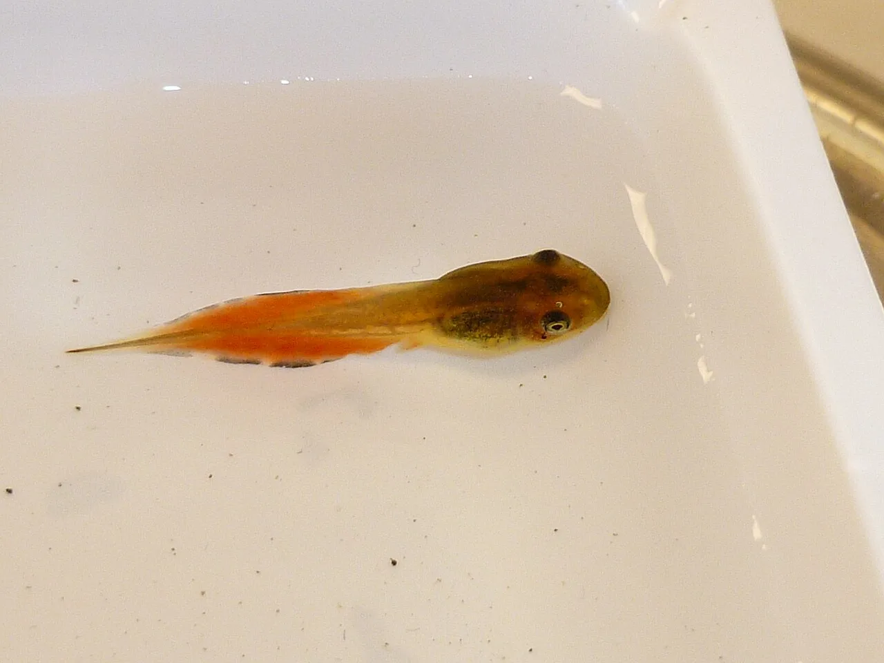 Tadpole
