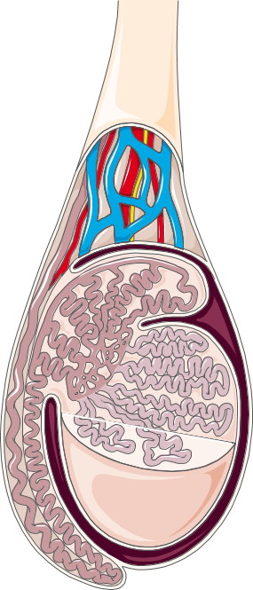 Testicle