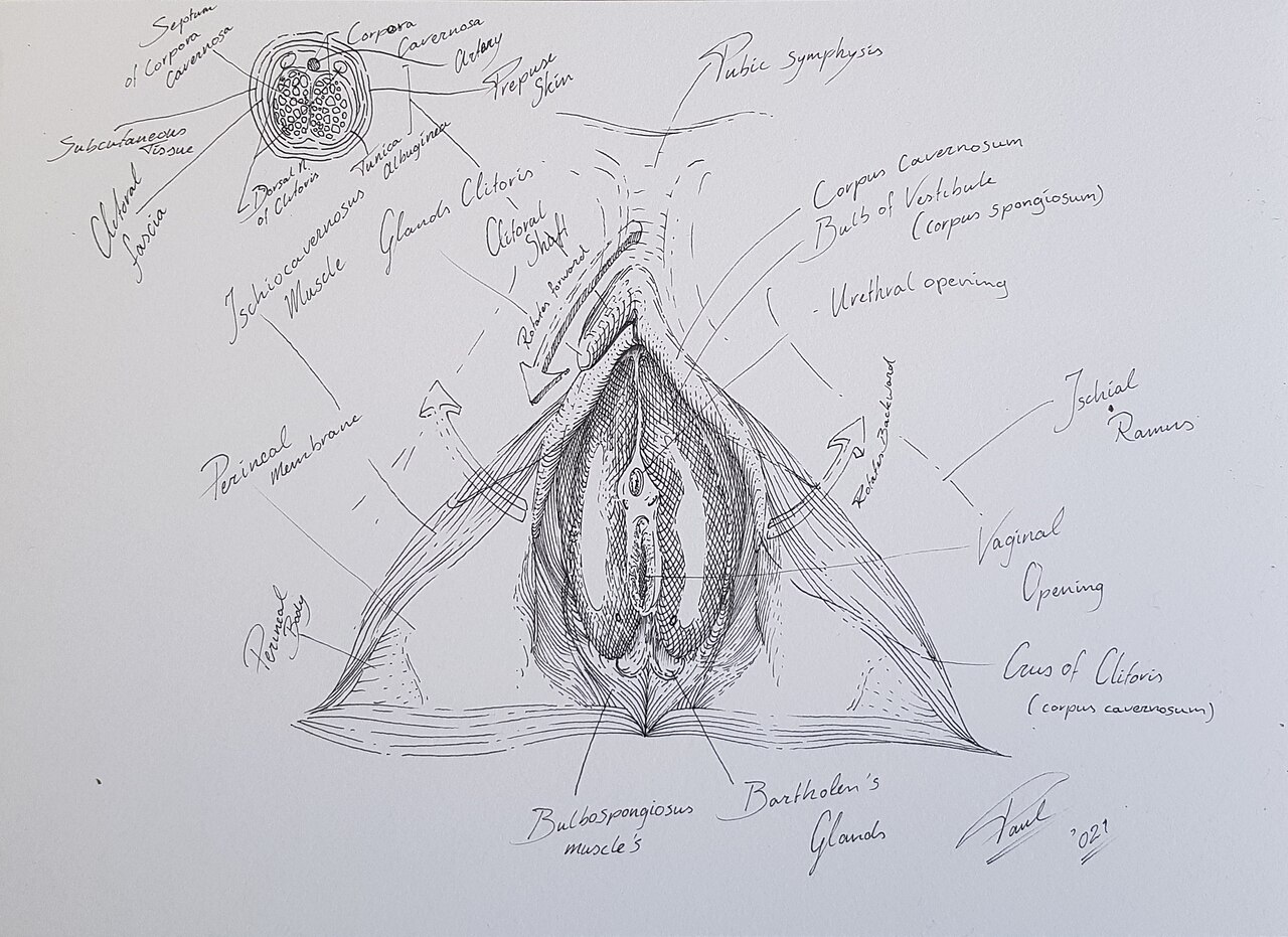 Vagina